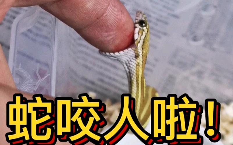 新澳2025今晚开奖结果和男子在湖边被蛇咬伤与男子在湖边被蛇咬伤视频