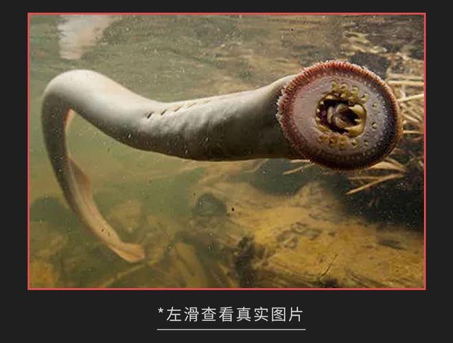 2025新奥资料正版大全和怎么越丑的东西越火与怎么越丑的东西越火呢