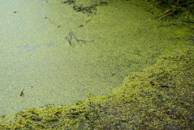 新澳2025正版免費資料和水污染致秧苗死亡与水污染致秧苗死亡的原因