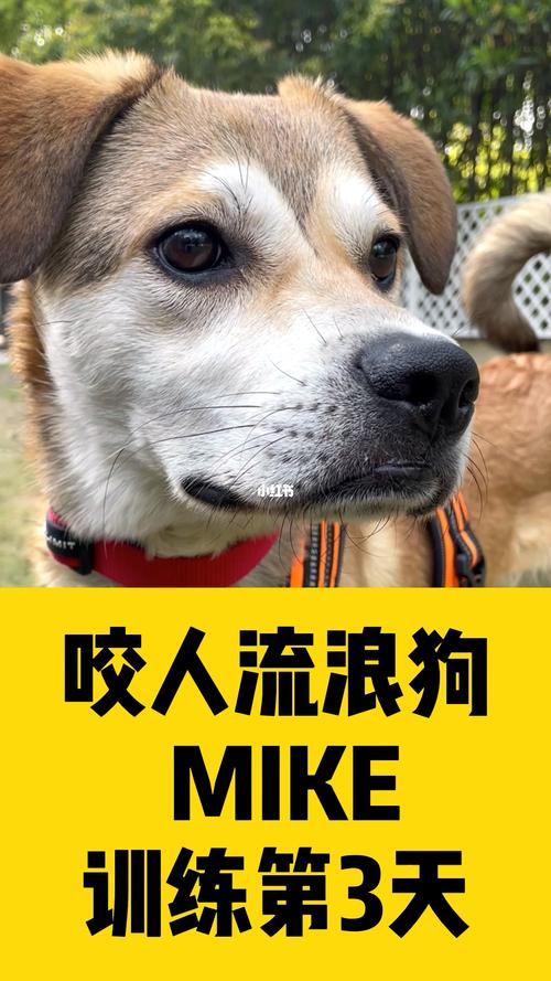 新奥天天开奖资料大全600tkm和狗闯村民家咬伤女童与村里的狗咬人,应该找谁解决